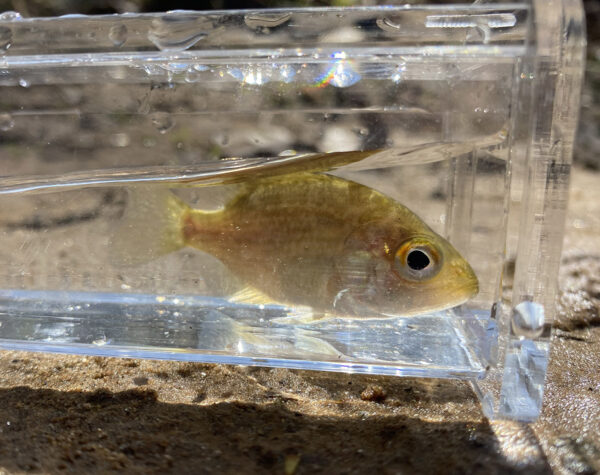 صورة لروانوك باس