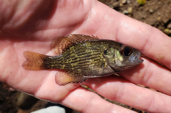 صورة لباس الصخور الصخري