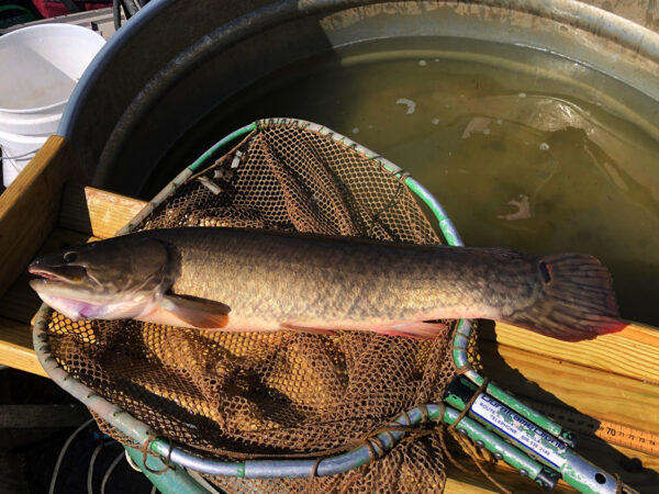 صورة لباوفين