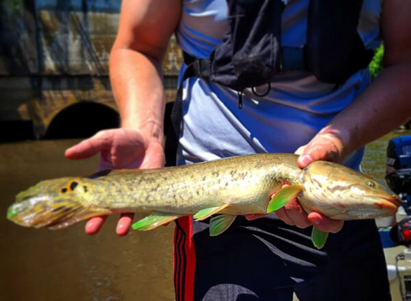 زعنفة من نوع Bowfin تم اصطيادها خلال مسح مصايد الأسماك. ©تصوير ماتياس جافني