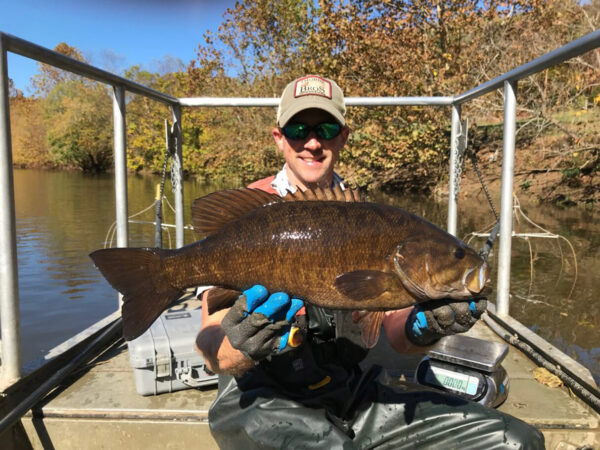 عالم أحياء مصايد الأسماك تايلر يونغ يعرض سمكة باس صغيرة الحجم تم اصطيادها خلال مسح مجتمعي للأسماك في الخريف.