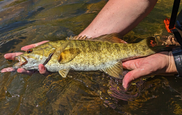 صورة لسمك القاروس الصغير قبل التكاثر لإظهار تلوين التكاثر