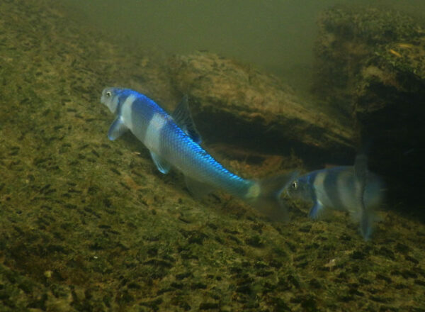 صورة لسمكة Spotfin Chub