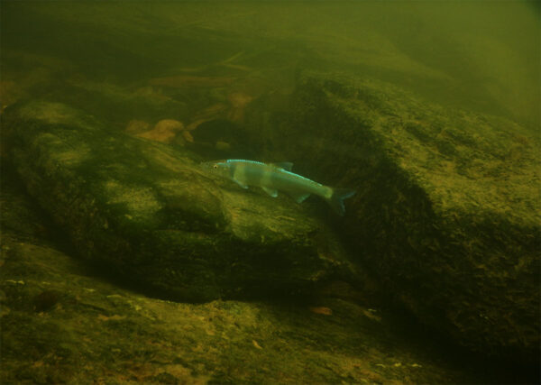 سمكة Spotfin Chub تستكشف المنطقة القاعية بحثًا عن الطعام.