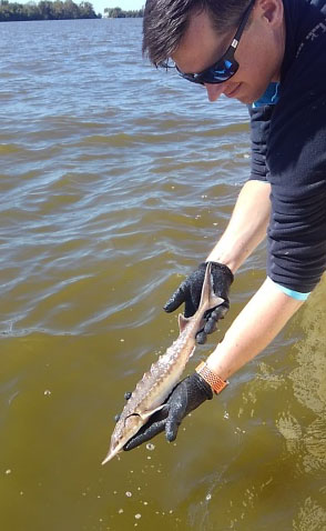 رجل يحمل صغيراً صغيراً من سمك الحفش الأطلسي، طوله حوالي قدم واحدة فوق سطح الماء مباشرة.