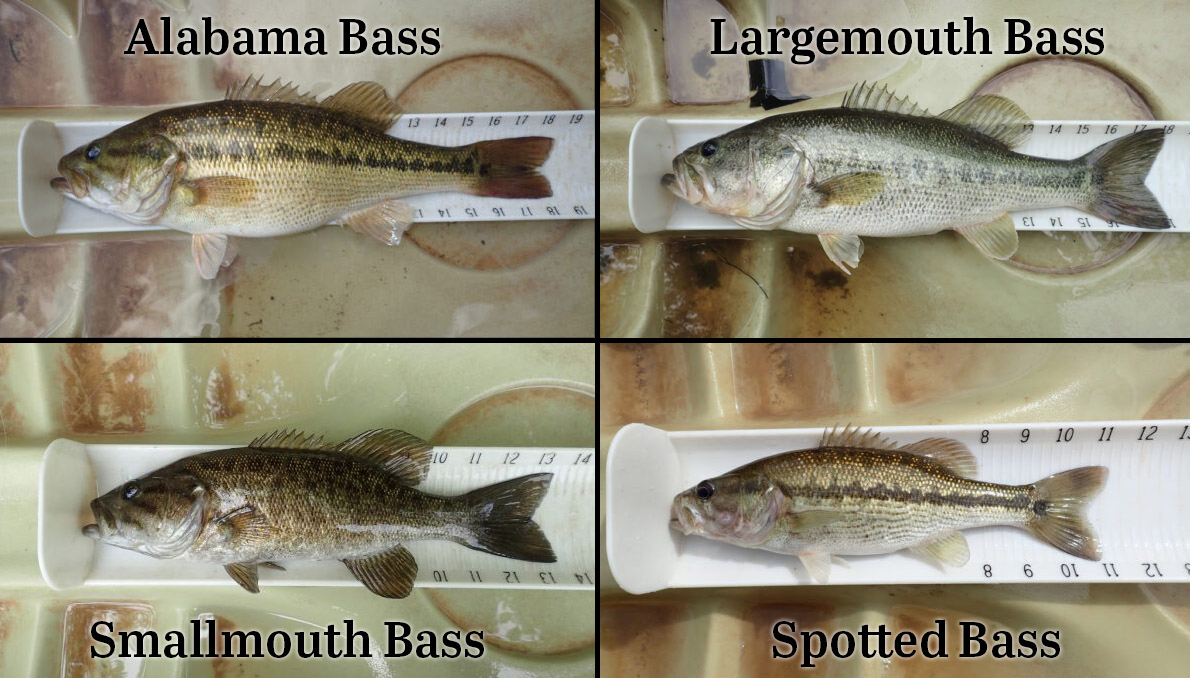 صورة توضح المقارنة بين أنواع مختلفة من أسماك القاروس في فرجينيا