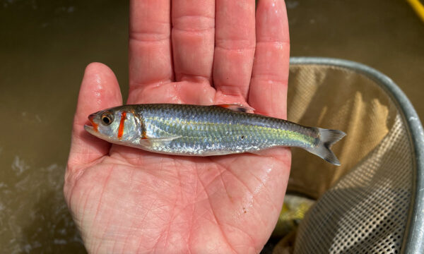 سمكة صغيرة الحجم 4-5 بوصة، وهي سمكة صغيرة الحجم بوصة، وهي سمكة فضية في الغالب مع شرائط رأسية على جانب وجهها تشبه طلاء الحرب.