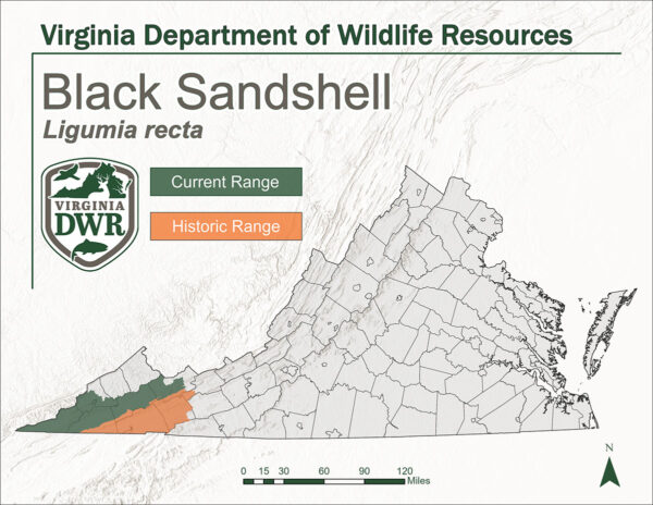 خريطة لفيرجينيا توضح النطاق الحالي والتاريخي لصدف الرمال السوداء. فهم يقيمون ويقيمون في النقطة الغربية من الولاية.