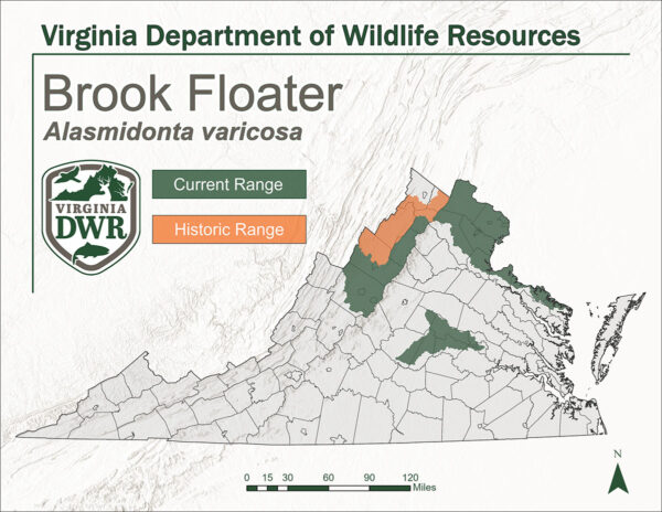 خريطة ولاية Virginia توضح نطاق موطن طيور بروك فلوترز. الموطن التاريخي هو شمال فرجينيا، والموطن الحالي هو شمال فرجينيا وجزء صغير من وسط فرجينيا.