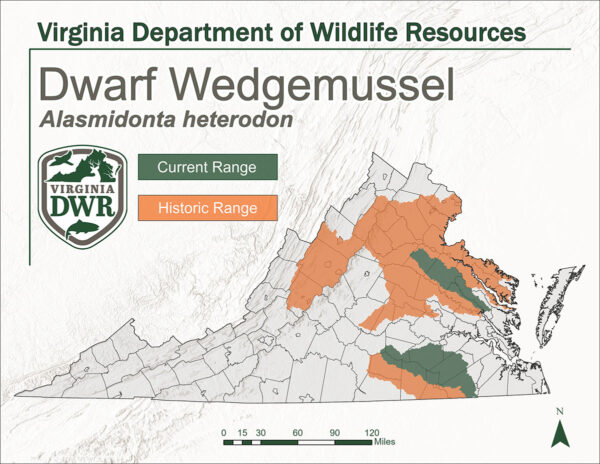 خريطة ولاية فرجينيا تظهر موطن نبات Dwarf Wedgemussel. كانت المنطقة التاريخية تقع في شمال وجزء من وسط وجنوب غرب المنطقة الجبلية. انخفض نطاق التيار وأصبح مقتصراً على أقصى الجنوب وشمال وسط المنطقة قليلاً باتجاه منطقة الخليج.