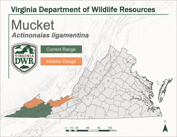توزيع الموكيت داخل ولاية فرجينيا