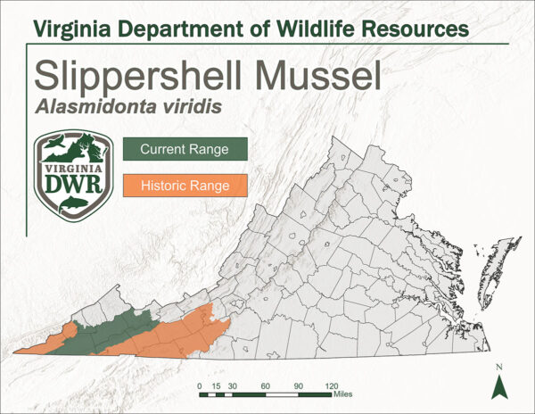 خريطة ولاية Virginia توضح النطاق الحالي والتاريخي لصدفة Slippershell Mussel. كلا النطاقين يقعان في أقصى غرب الولاية.