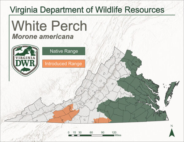 خريطة فيرجينيا توضح المناطق التي يوجد بها الفرخ الأبيض. موطنه الأصلي هو وسط الأجزاء الشرقية أو الأجزاء الشرقية من الولاية وتم إدخاله إلى أجزاء من الجزء الغربي الأوسط الجنوبي من الولاية.