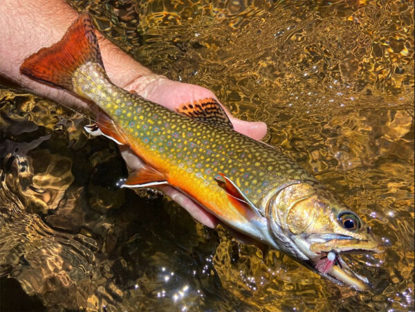 سمكة تراوت بروك تم صيدها بواسطة ذبابة جافة