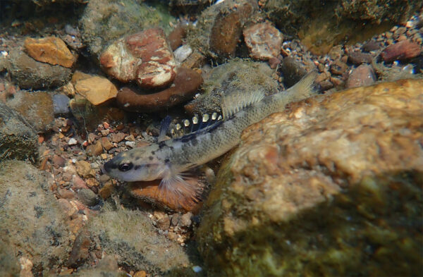 صورة لطائر دارتر ذو الذيل الداكن