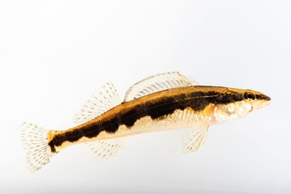 صورة لسمكة المنجل