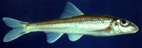 صورة لسمكة الشوب النحيلة