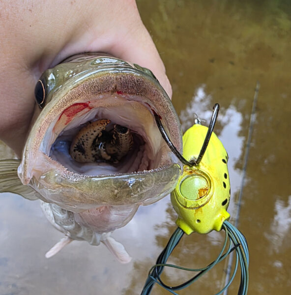 سمكة باس مرقطة مع جراد البحر في حلقها لا تزال تلتقط طعم الضفدع المائي.