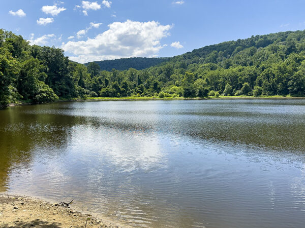 تجذب بحيرة طومسون اليعسوب والفراشات والطيور المائية. مصدر الصورة: ليزا ميس