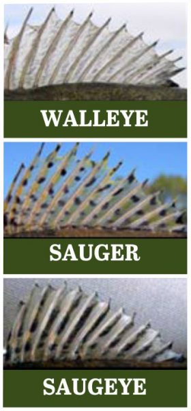 تظهر زعانف ثلاث أسماك مختلفة.