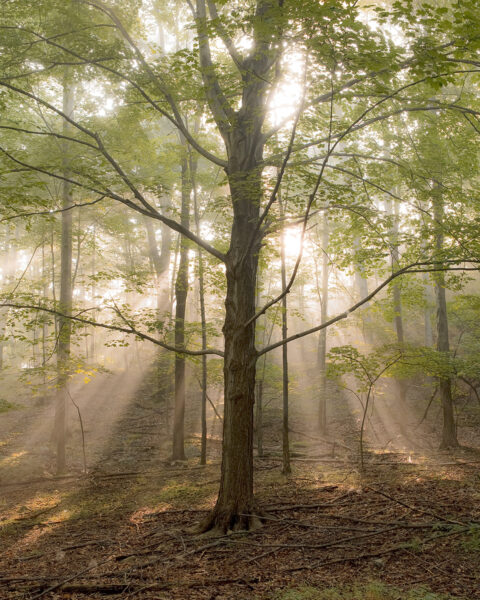 صورة جذابة من الناحية الجمالية لشجرة مع وجود العديد من الأشعة الضوئية