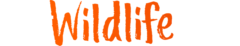 جرائم الحياة البرية الحقيقية