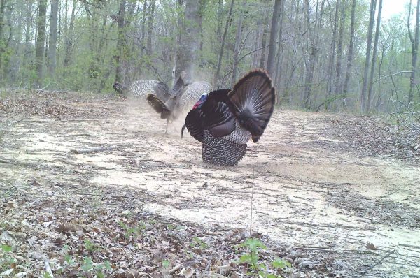Two turkeys in a dusty field
