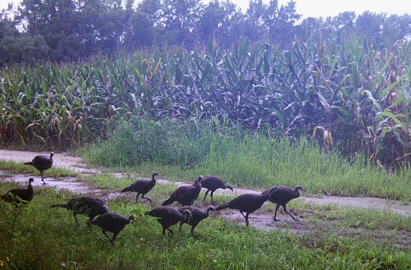 A trail cam image of a group of wild turkeys in front of a corn field in summer.
