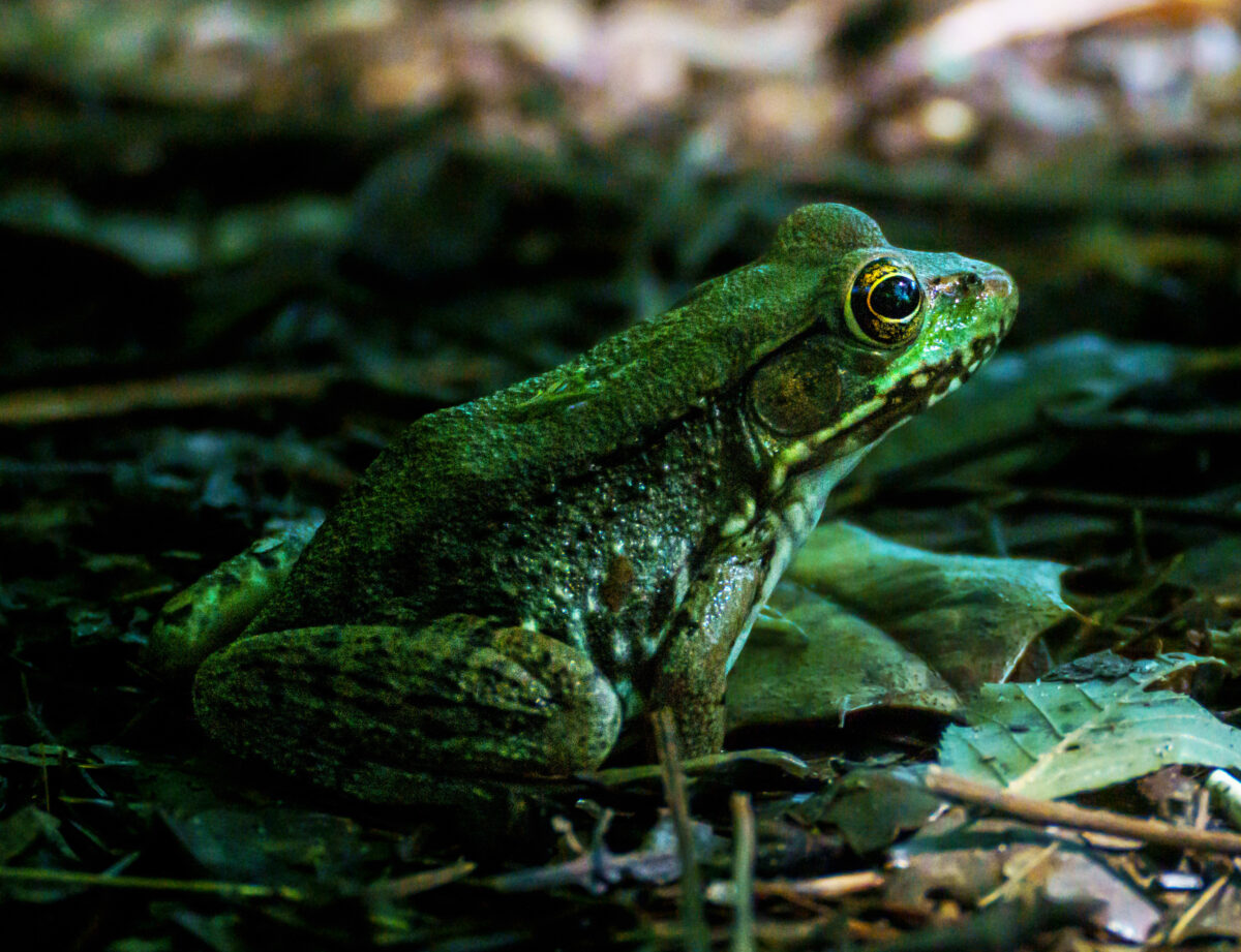 ضفدع أخضر يقف أمام الكاميرا.