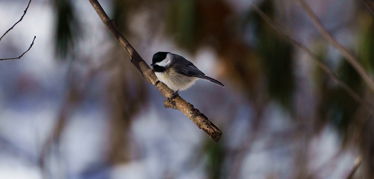 طائر الفرخ الكارولينا على أحد الأغصان
