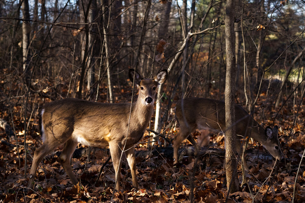 صورة لغزال أبيض الذيل في غابة نفضية