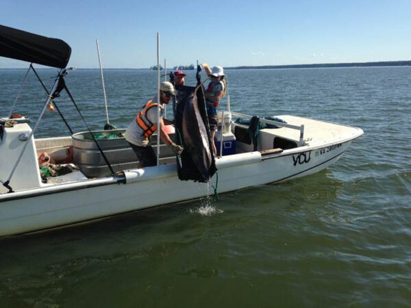 باحثون على متن قارب أبيض يطلقون سمك الحفش الأطلسي.