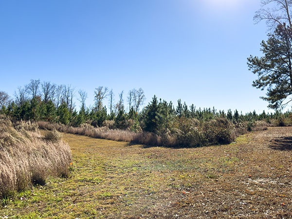 يمكن العثور على أنواع متعددة من العصافير في الأحراش على طول المسارات التي تمت صيانتها جيداً. مصدر الصورة: ليزا ميس
