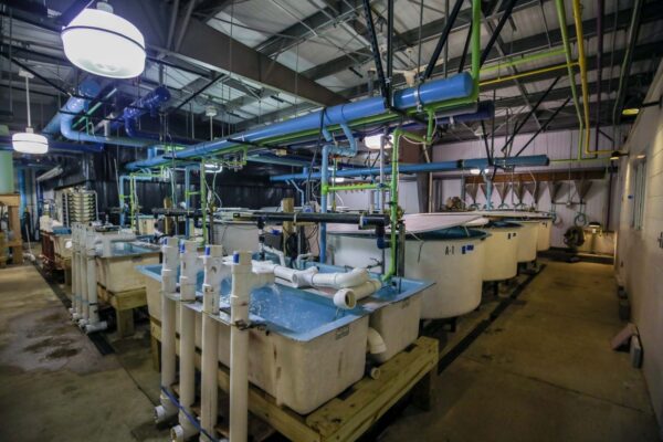 صورة مفرخ داخلي تظهر المسابح وأنظمة الضخ.