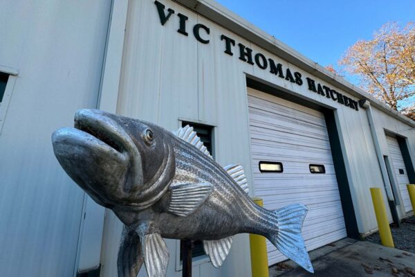 مرفق أمام مفرخ فيك توماس ونحت معدني للأسماك.