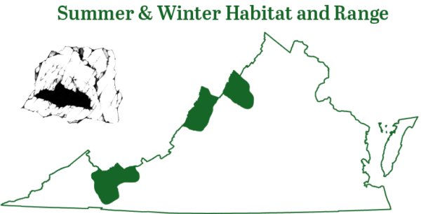 انقر لتوسيع صورة مجموعة خفاش فرجينيا ذو الأذنين الكبيرتين