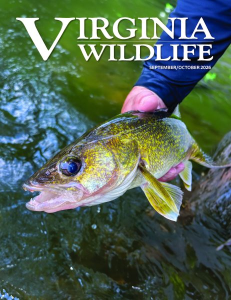 Virginia Wildlife Magazine cover image