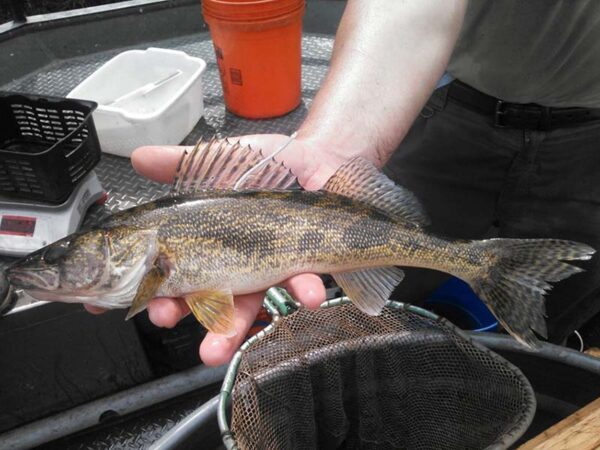 يد تحمل سمكة صغيرة