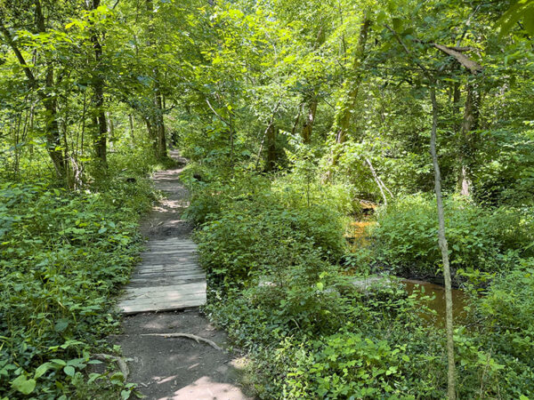 تستفيد الطيور والزواحف والبرمائيات من الغطاء الكثيف لموائل غابات المستنقعات. مصدر الصورة: ليزا ميس