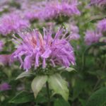 صورة عن قرب لزهرة البرغموت البرية