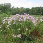 زهور البرغموت البرية في حقل