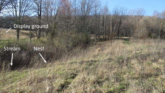 موقع عش الطائر الأمريكي في كتلة أطلس جنوب غرب فيرجينيا