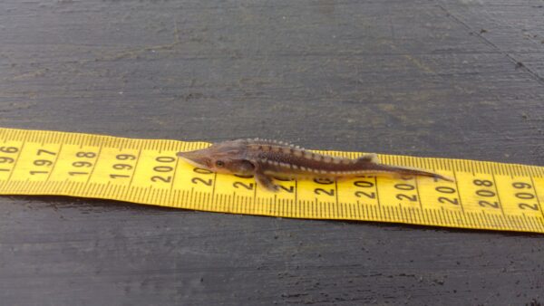 سمك الحفش الأطلسي صغير الحجم، صغير الحجم، بني داكن اللون، يبلغ طوله سبعة سنتيمترات.