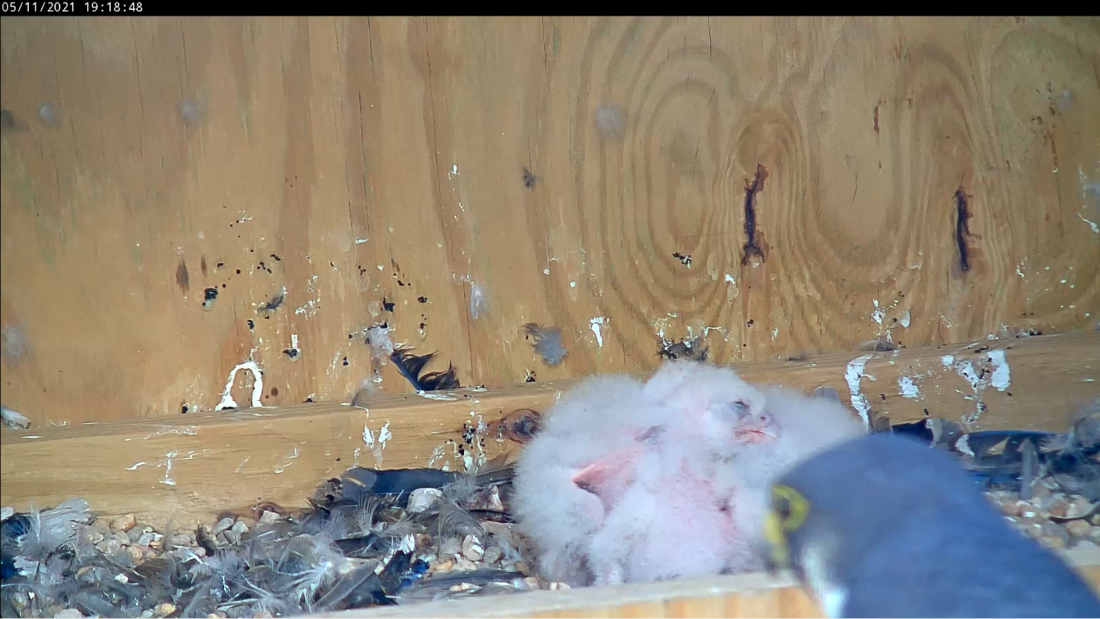 تنام الفراخ فوق بعضها البعض بعد الانتهاء من تناول الطعام