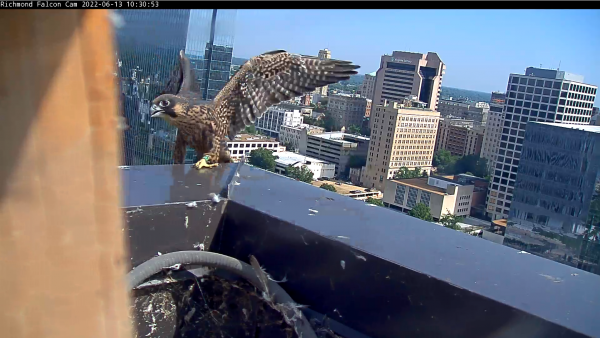 حدث يطل على حافة المبنى بعد الخروج من الحظيرة مباشرة.