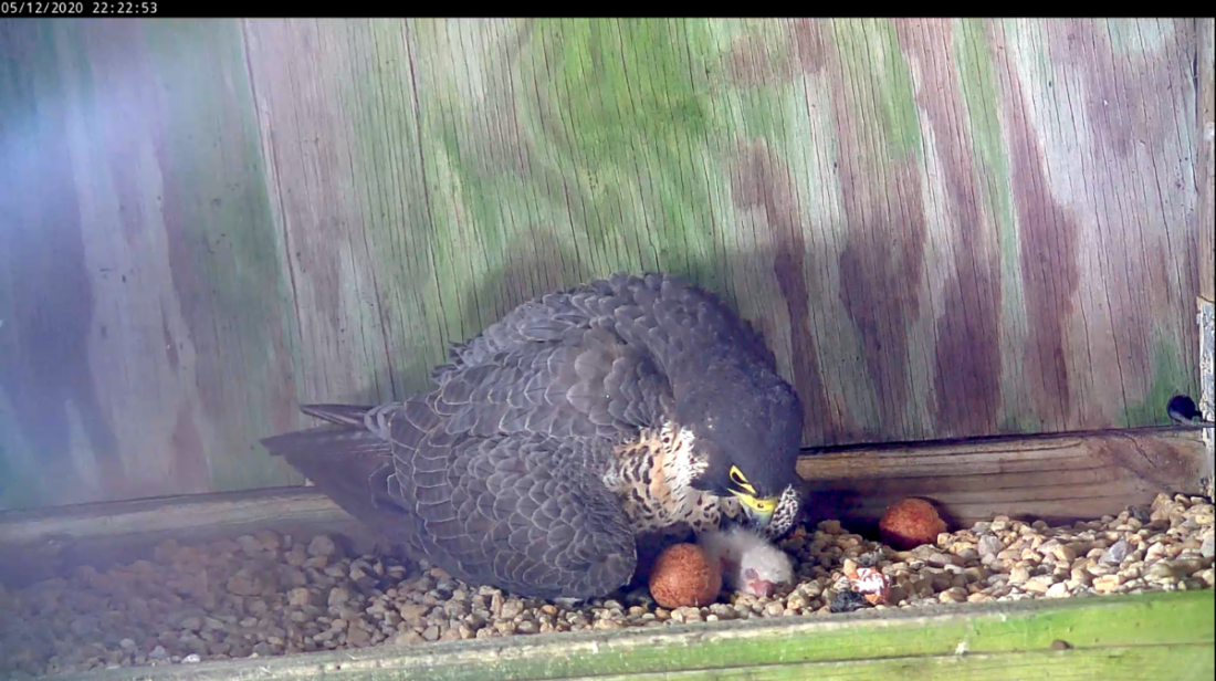 أنثى الصقر مع فرخها بعد ثلاث ساعات تقريباً من الفقس