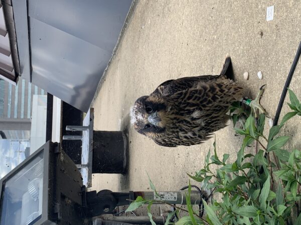 فرخ الصقر بعد إطلاقه على الحافة