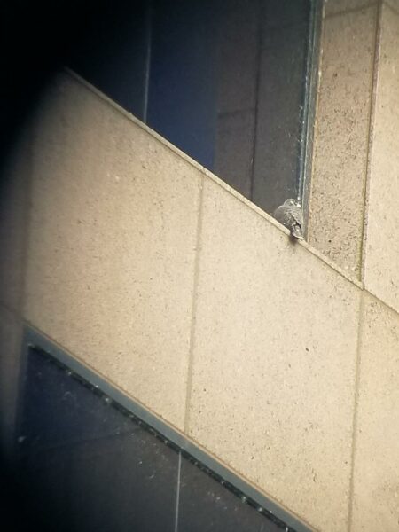 فرخ الصقر الجاثم على حافة النافذة كما يظهر من خلال منظار الرصد