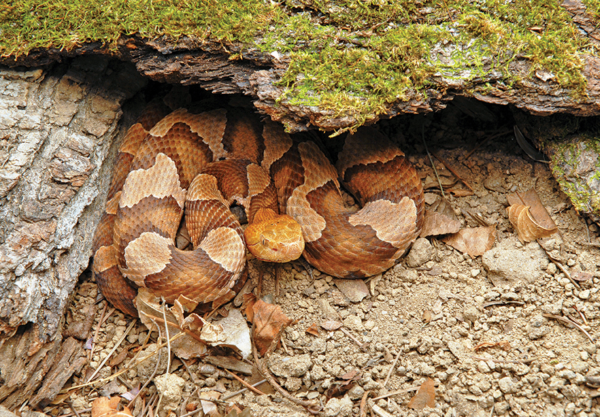 صورة لحية نحاسية الرأس ملتفة تحت جذع شجرة