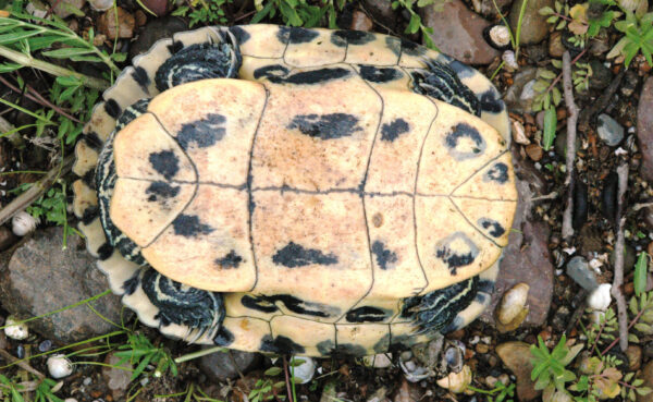 صورة لمنزلق كمبرلاند